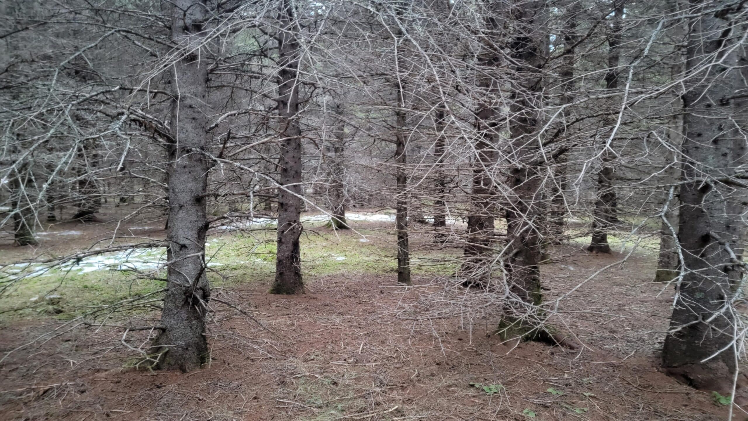 Terrain à vendre à Bonaventure - <p>Terrain à vendre près de la rivière Bonaventure ( Gaspésie).
Dimension 45.72 mètres de façade et 60.96 mètres de profondeurs 30,000 pieds carrés.Pour les pêcheurs de saumon vous êtes à 5 minutes des fosses le Malin et Wetstone. Il est possible de construire un chalet ,zoné villégiature,l’électricité est sur le terrain d’en face .
Accessible par la route du Club, Ville de Bonaventure (7 km de la route 132 et de la ville aussi 7 km de l’ aéroport ,il est situé près des sentiers plein air et le Boisé le Malin, vélo et pédestre et moto neige .On voit très bien la rivière de ce terrain .</p> - 59900 $ à vendre sur le site d'annonces classées Clicannonces.ca