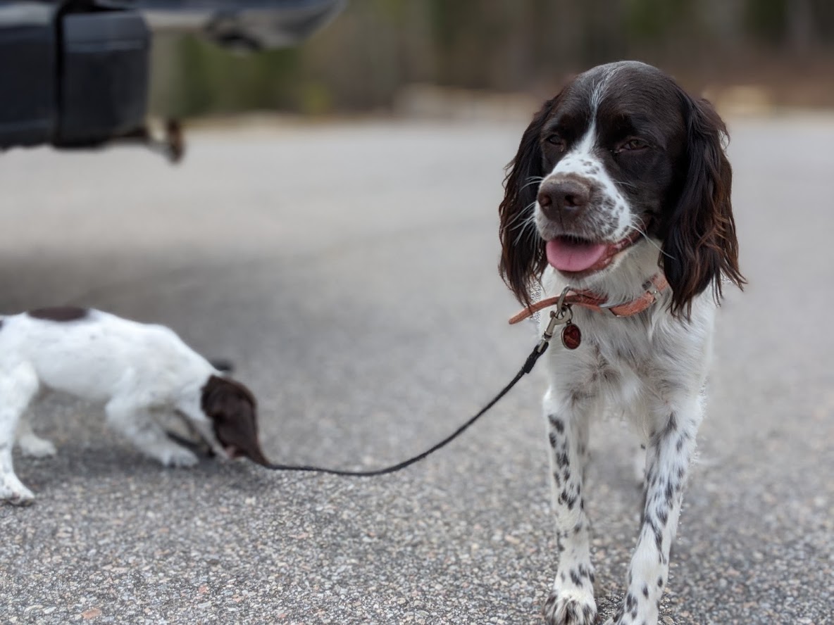 Épagneul Français chiots à vendre