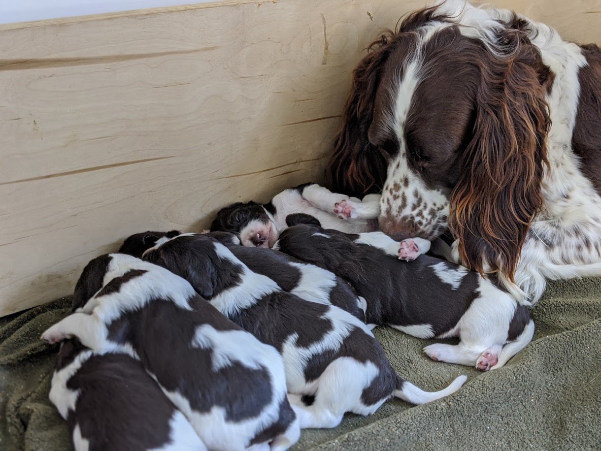 Épagneul Français chiots à vendre