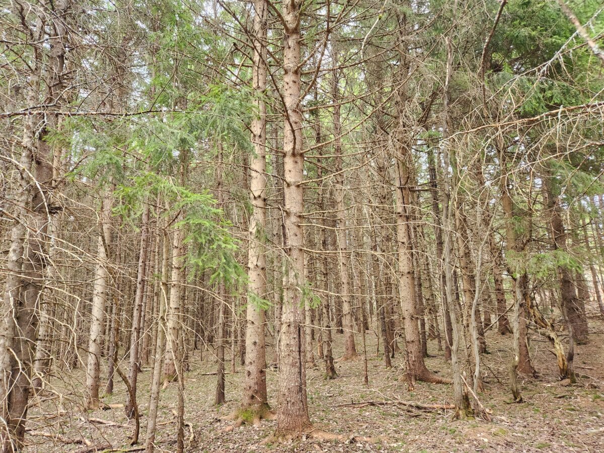 Terrain boisé zoné blanc à vendre St-Fabien de Panet