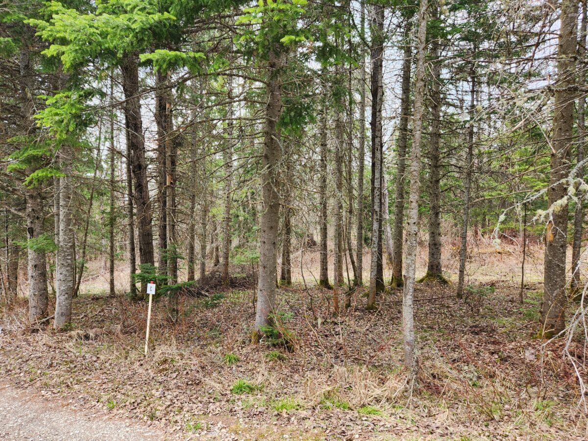 Terrain boisé zoné blanc à vendre St-Fabien de Panet