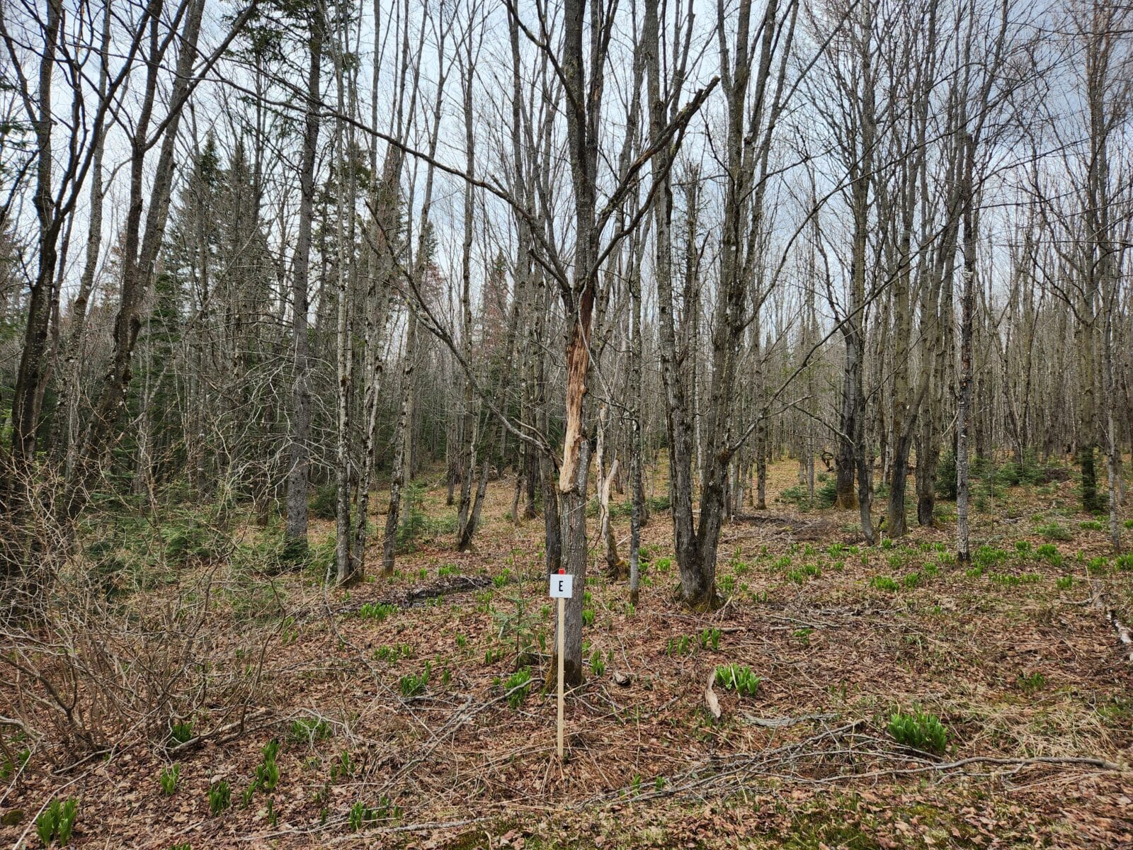 Terrain boisé zoné blanc à vendre St-Fabien de Panet