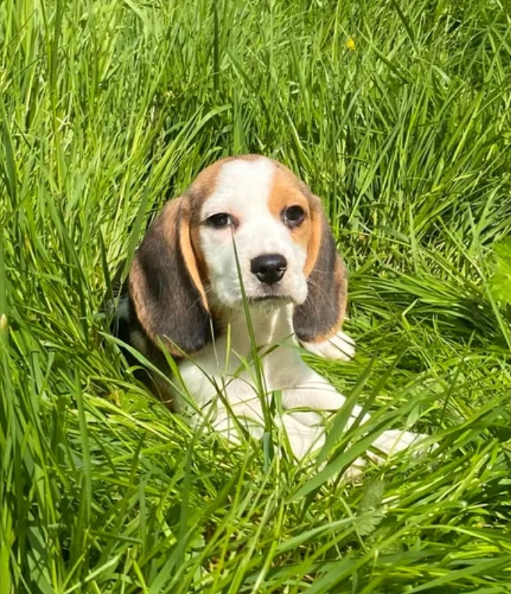 Des magnifique chiots beagle