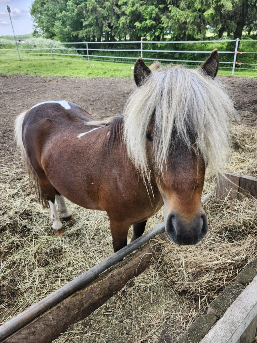 Cheval miniature