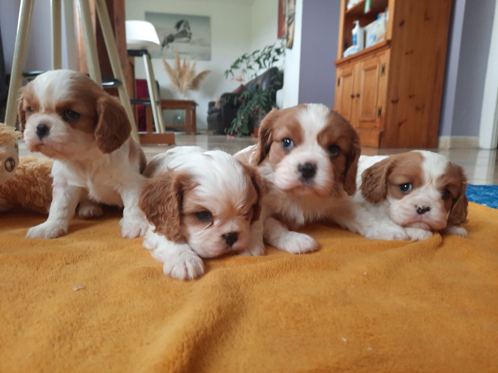 Chiot Cavalier King Charles