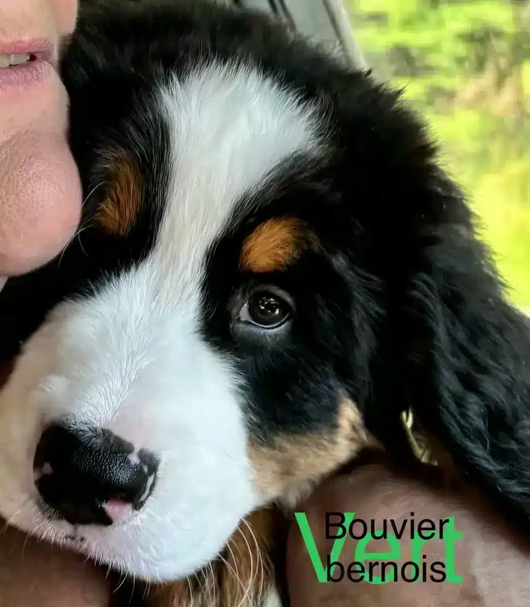 Bouvier bernois / Bernese mountain dog