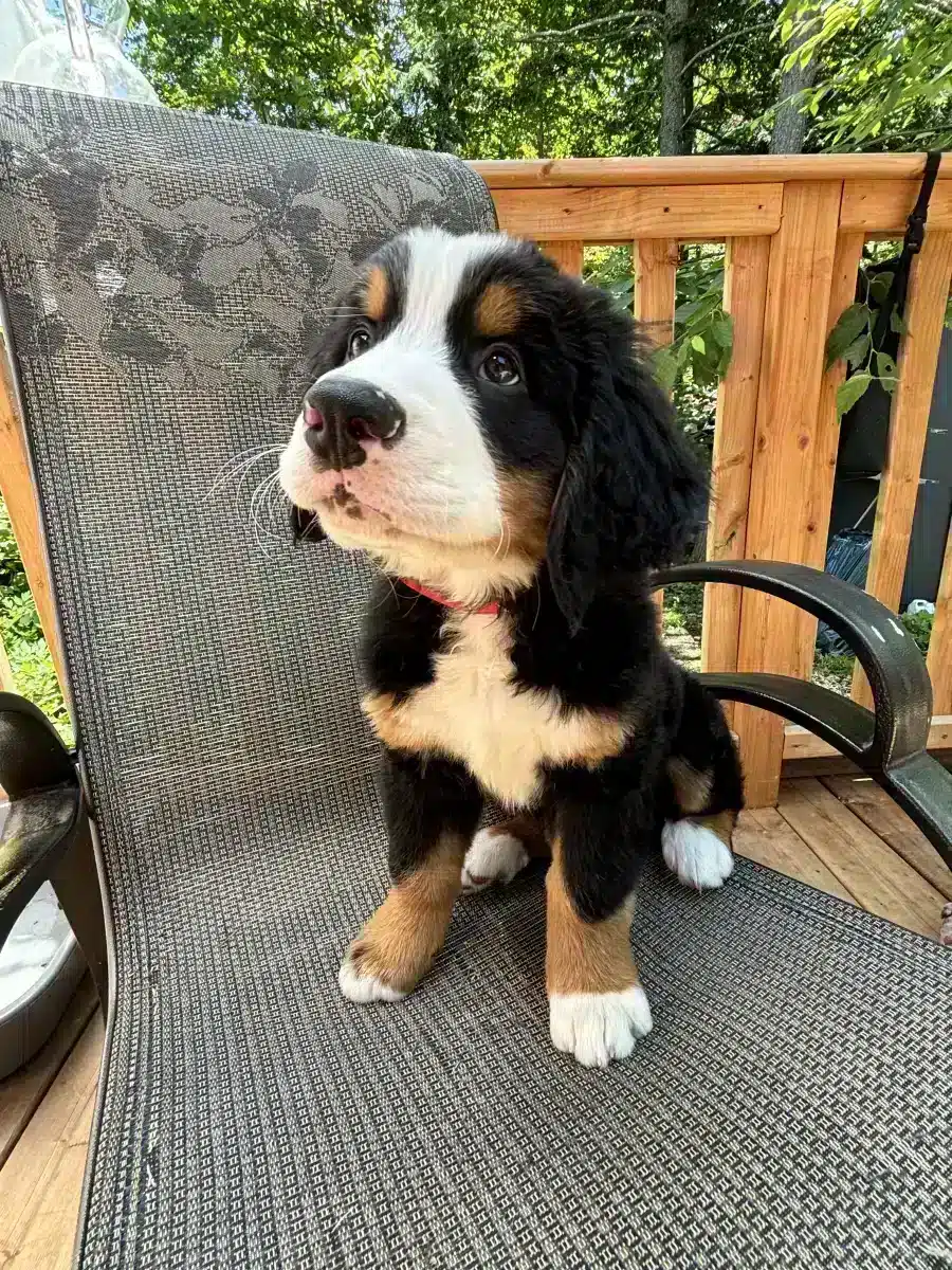 Bouvier bernois / Bernese mountain dog