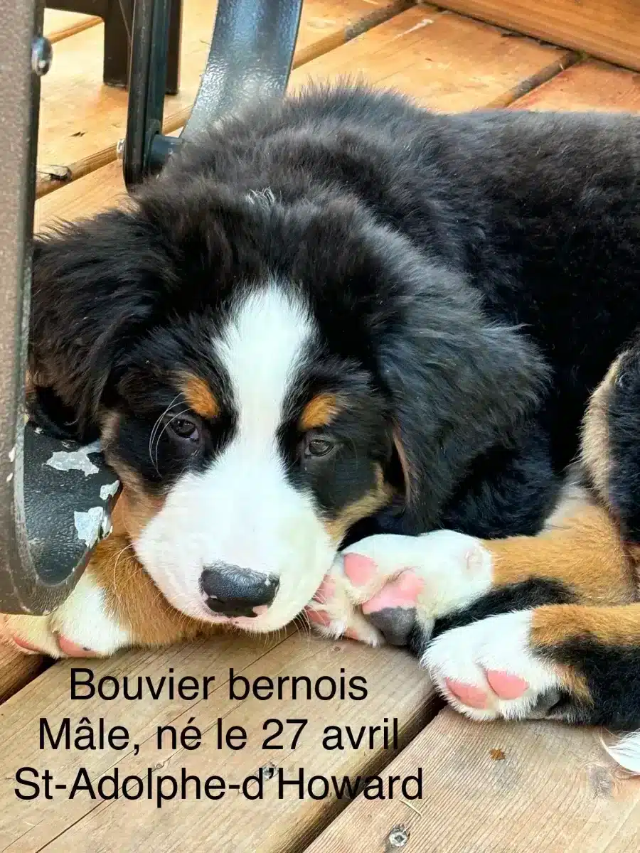 Bouvier bernois / Bernese mountain dog