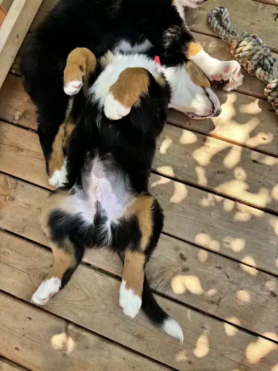 Bouvier bernois / Bernese mountain dog