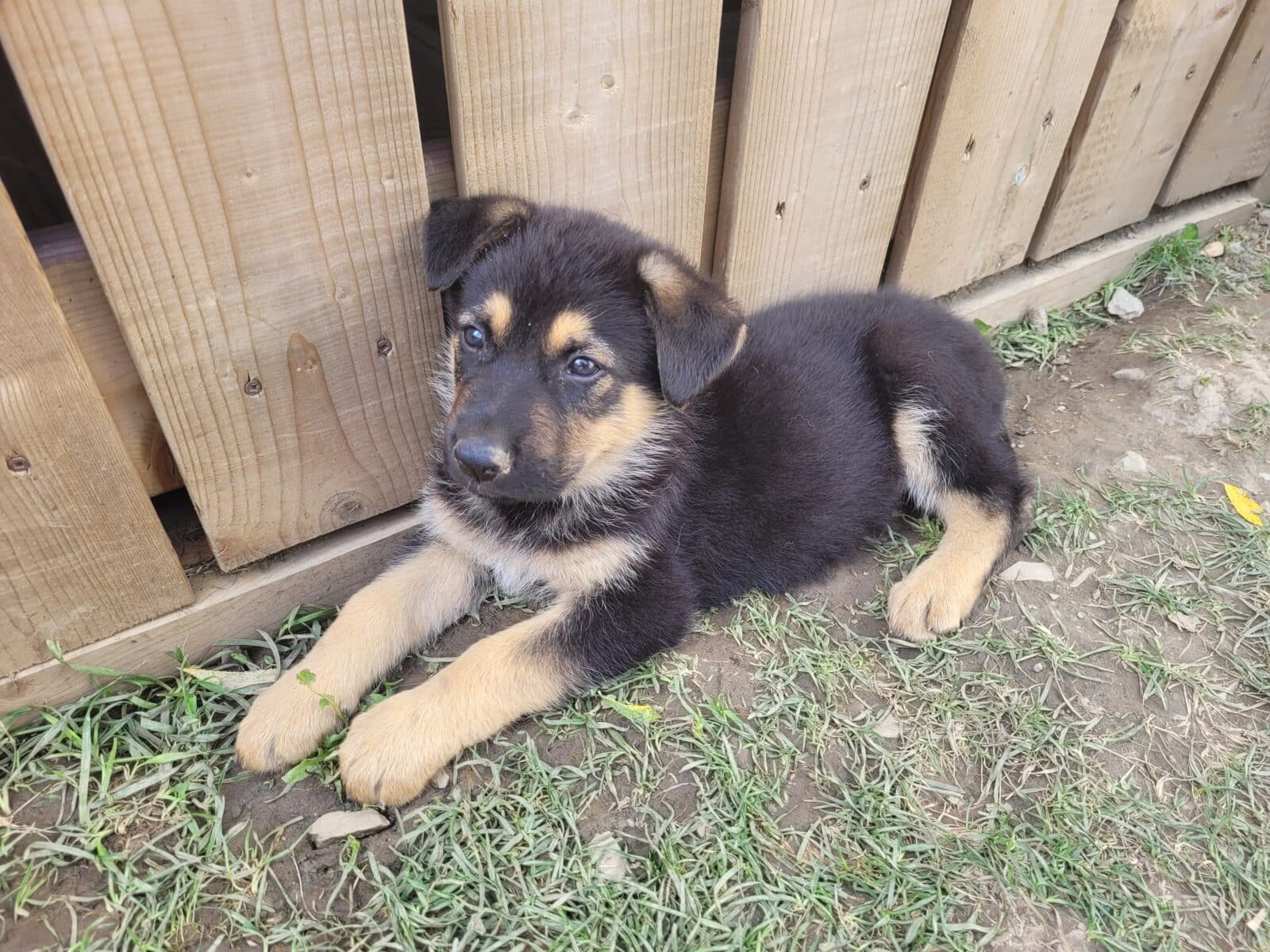 Chiots Berger Allemand pure race