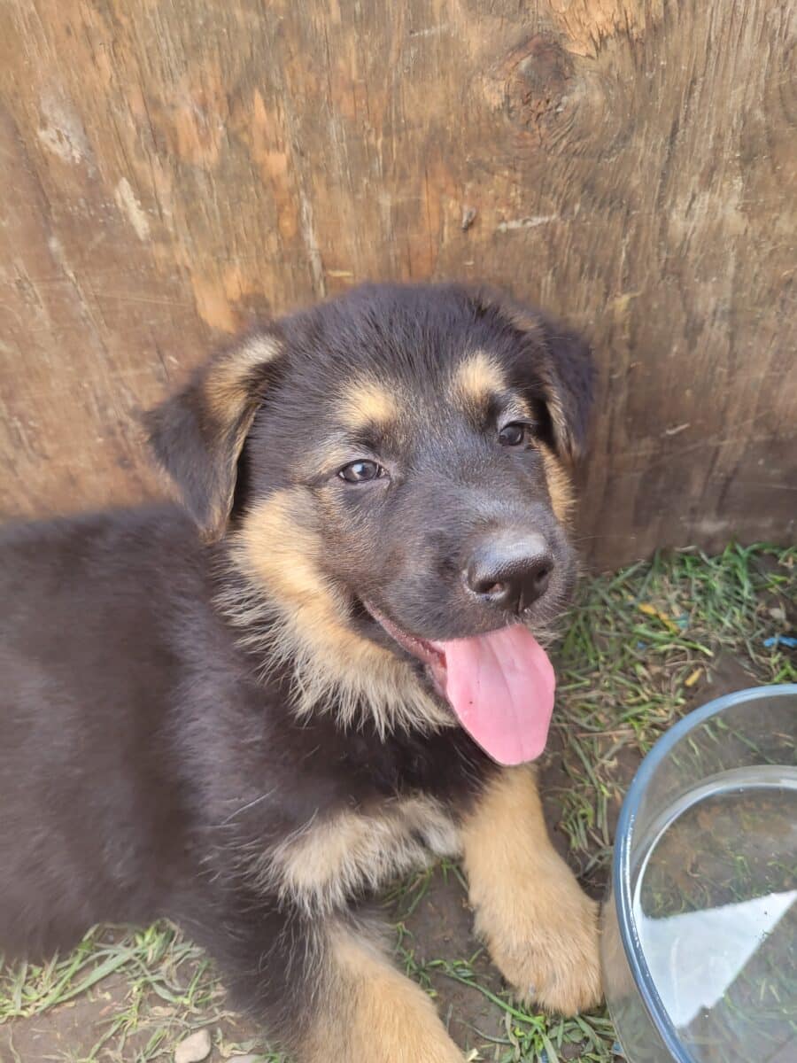 Chiots Berger Allemand pure race