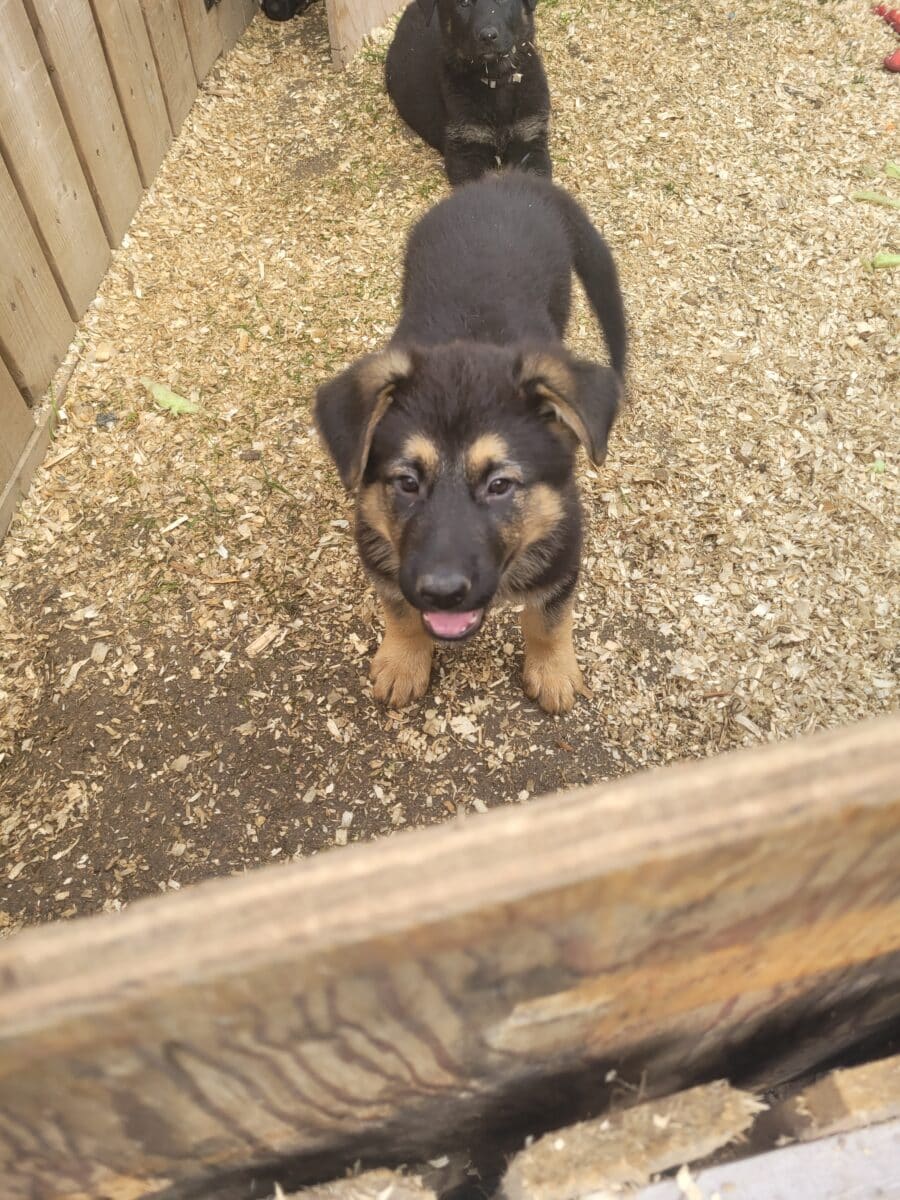 Chiots Berger Allemand pure race