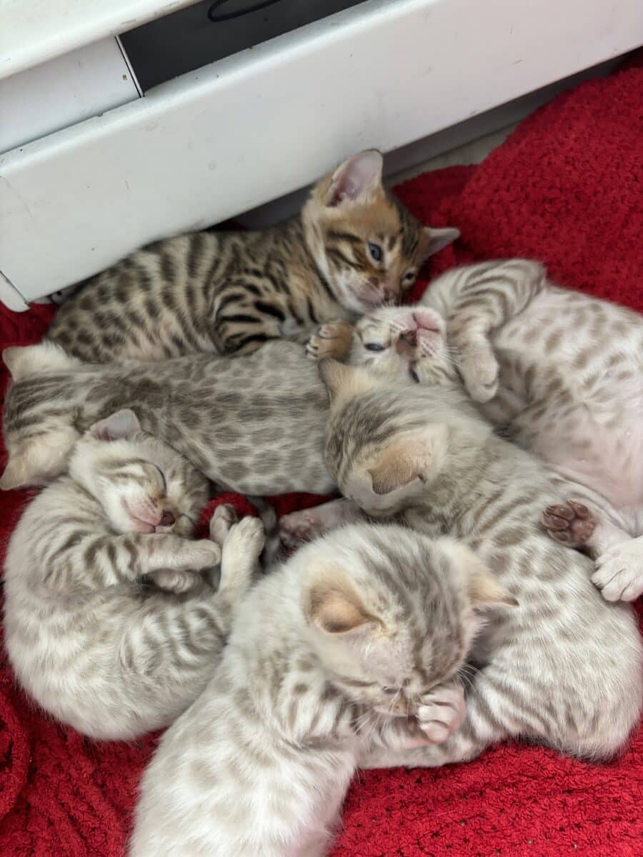 Chaton bengal