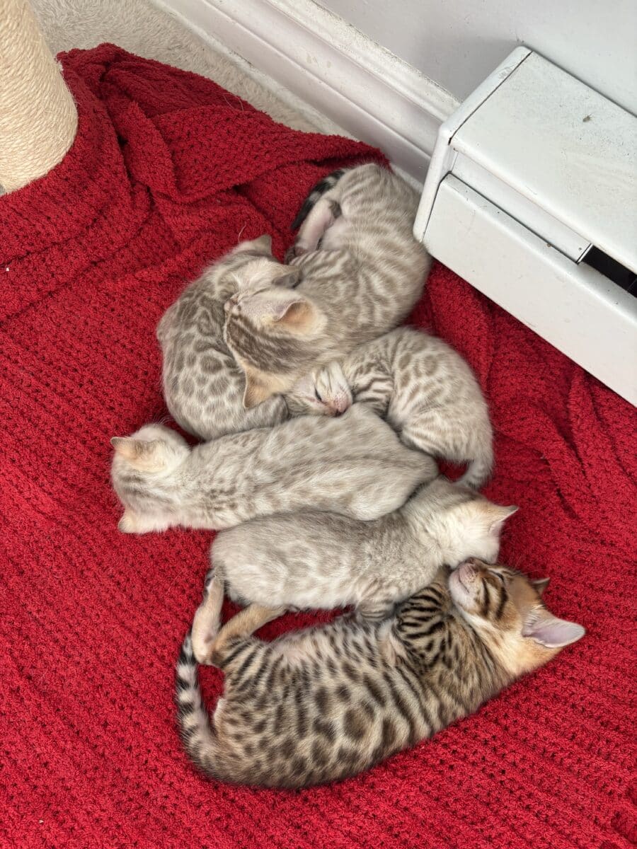 Chaton bengal