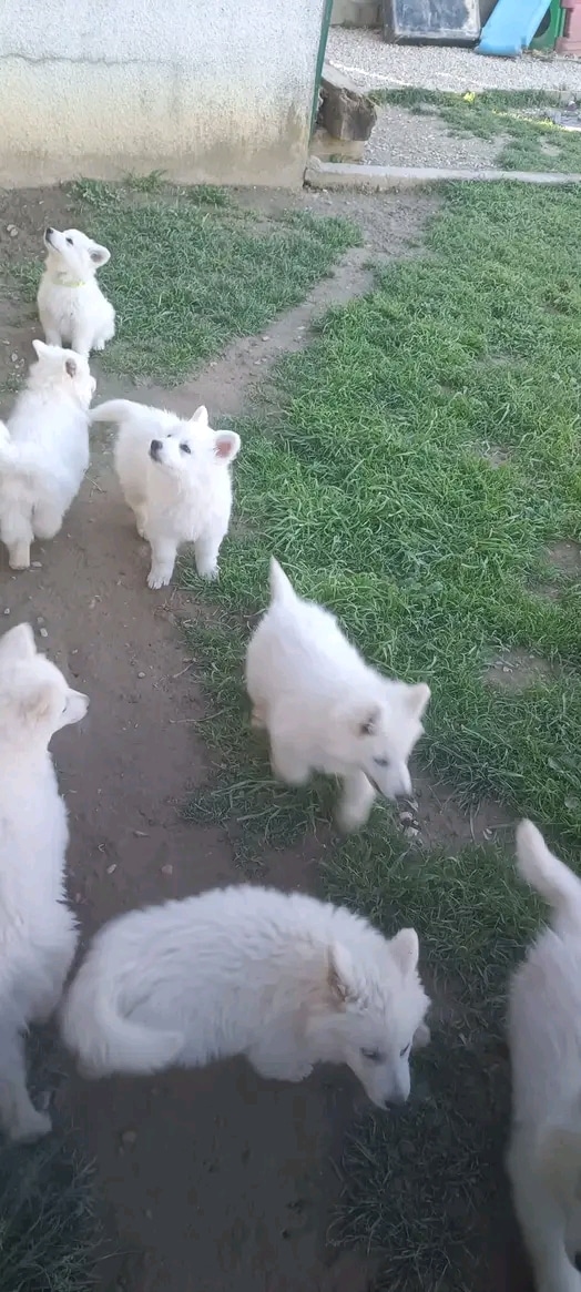 Très jolie Bergé blanc dispo