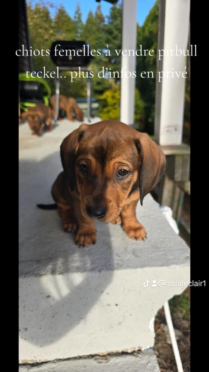 Chiots femelles Pitbull x Teckel