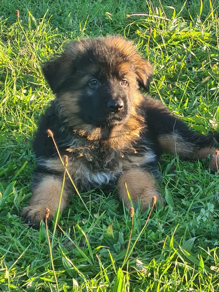 3 chiots de Race Berger Allemand LOF