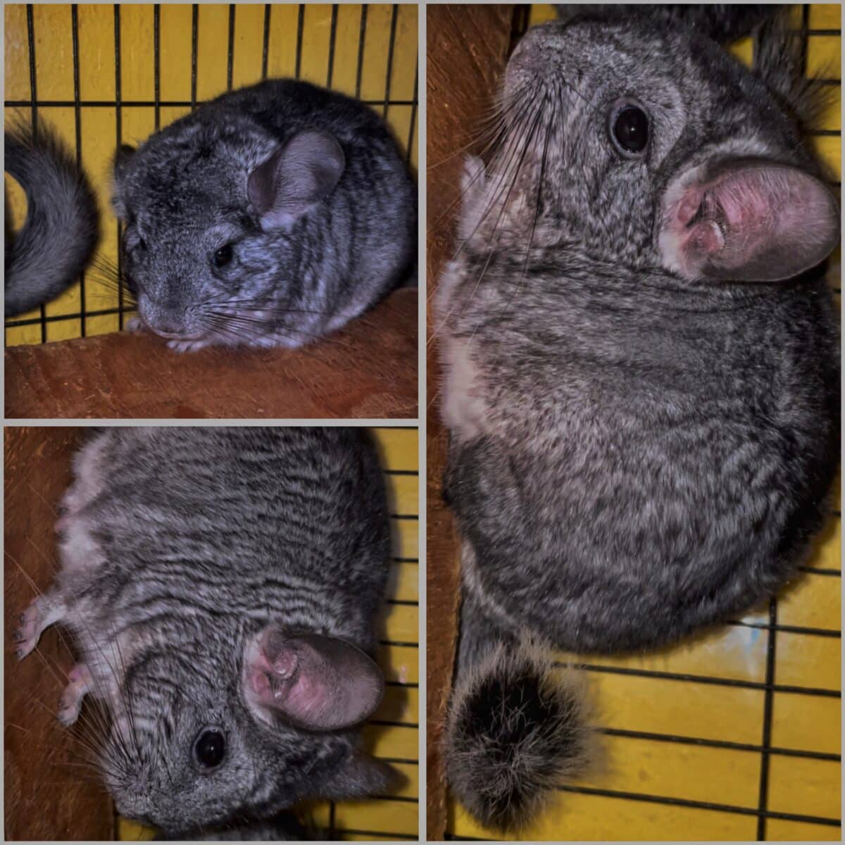 Adorables petits CHINCHILLA mâles et femelles prê pour l’adoption