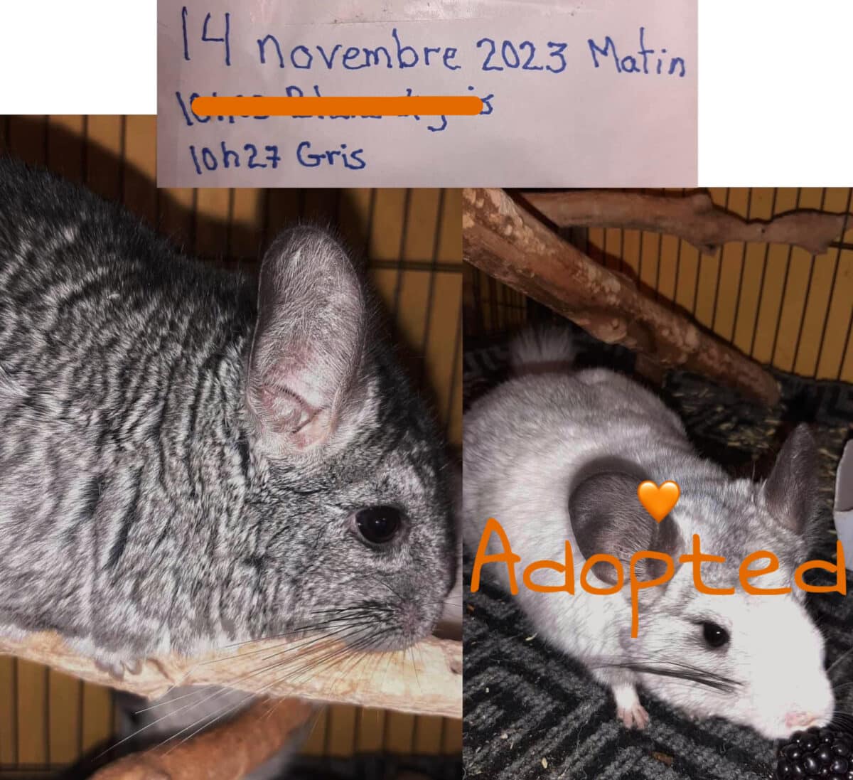 Adorables petits CHINCHILLA mâles et femelles prê pour l’adoption