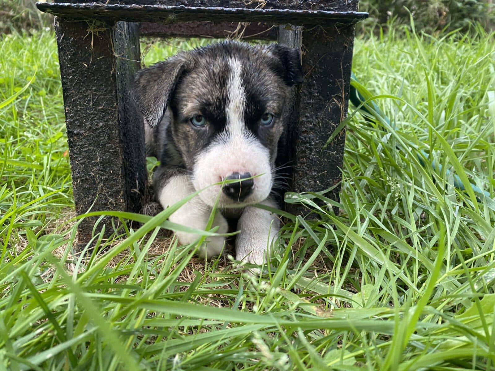 Husky x Dog Argentin