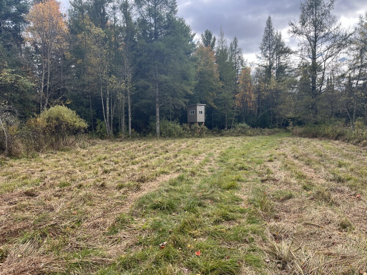 Chasse au chevreuils