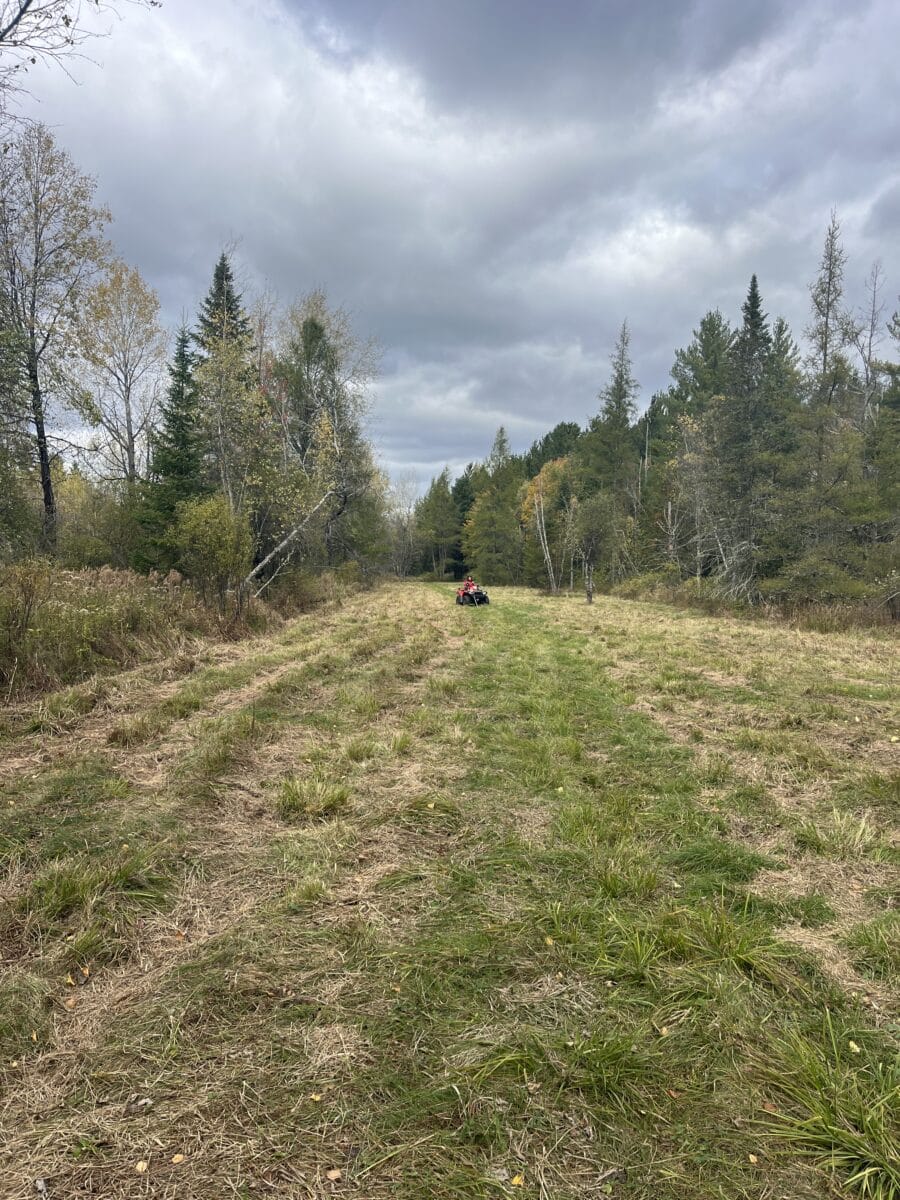 Chasse au chevreuils