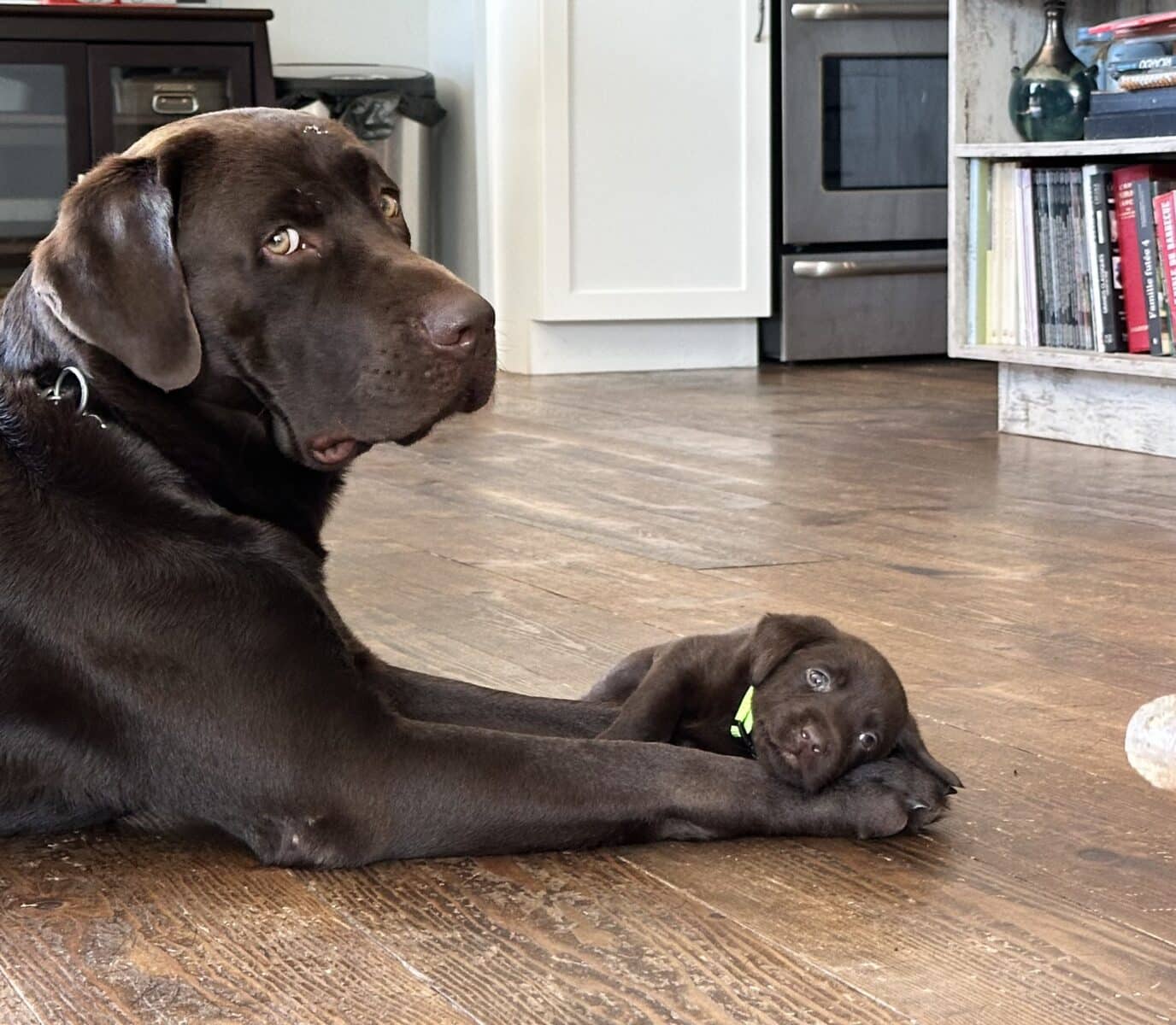 Chiot labrador brun pur race