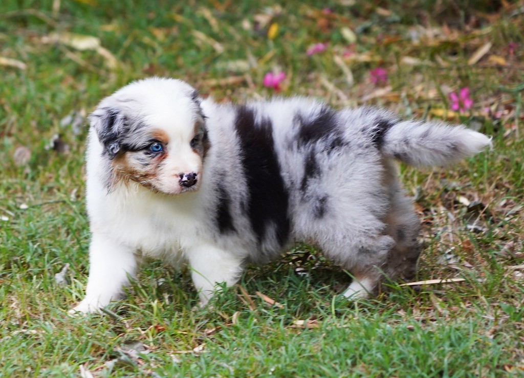 Male-bleu-merle-queue-longue-Nestor