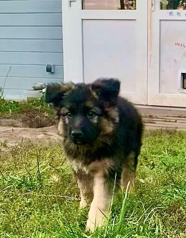 Chiots Berger Allemand