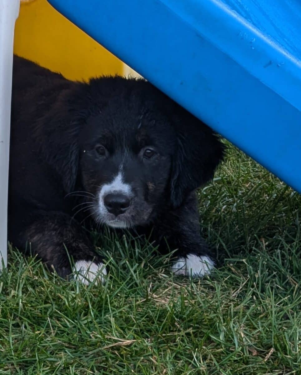 femelle Golden Mountain Dog à vendre