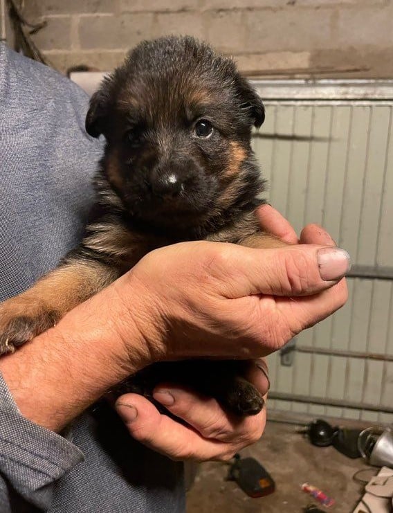 A réservé chiot berger allemand