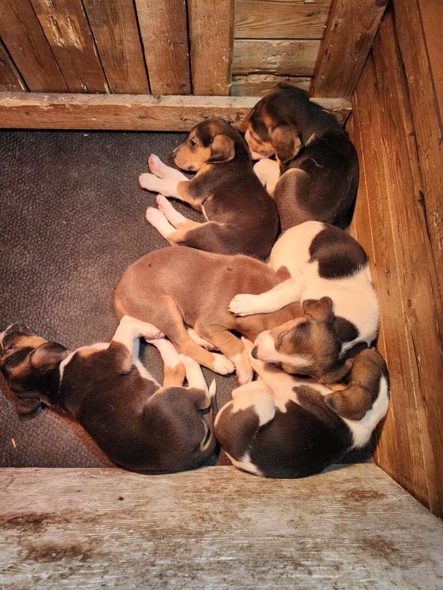 Chiots de chasse a vendre la race trig/foxund née le 8 oct