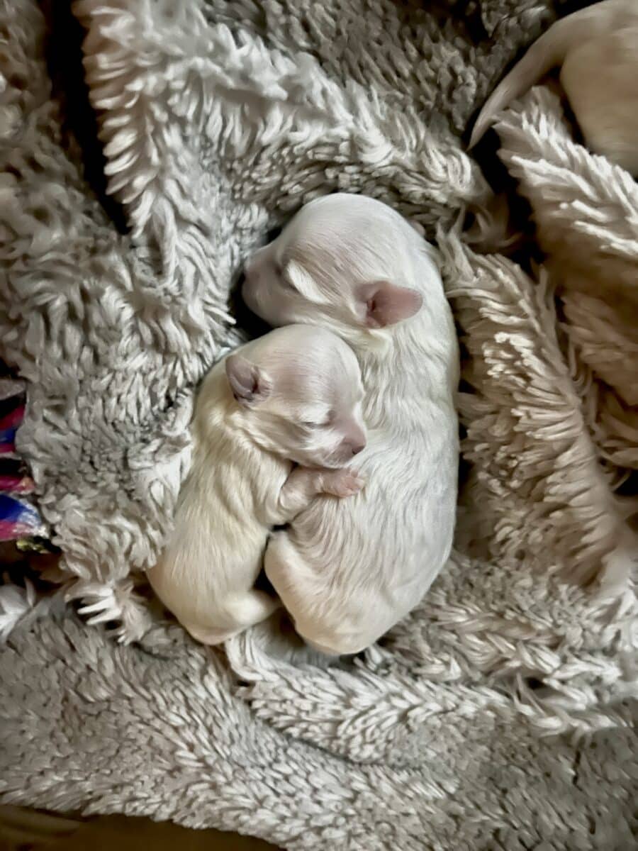 Chiots bichon maltais pure race à vendre