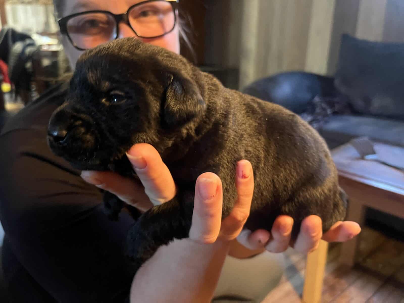 Chiots Labrador retreiver