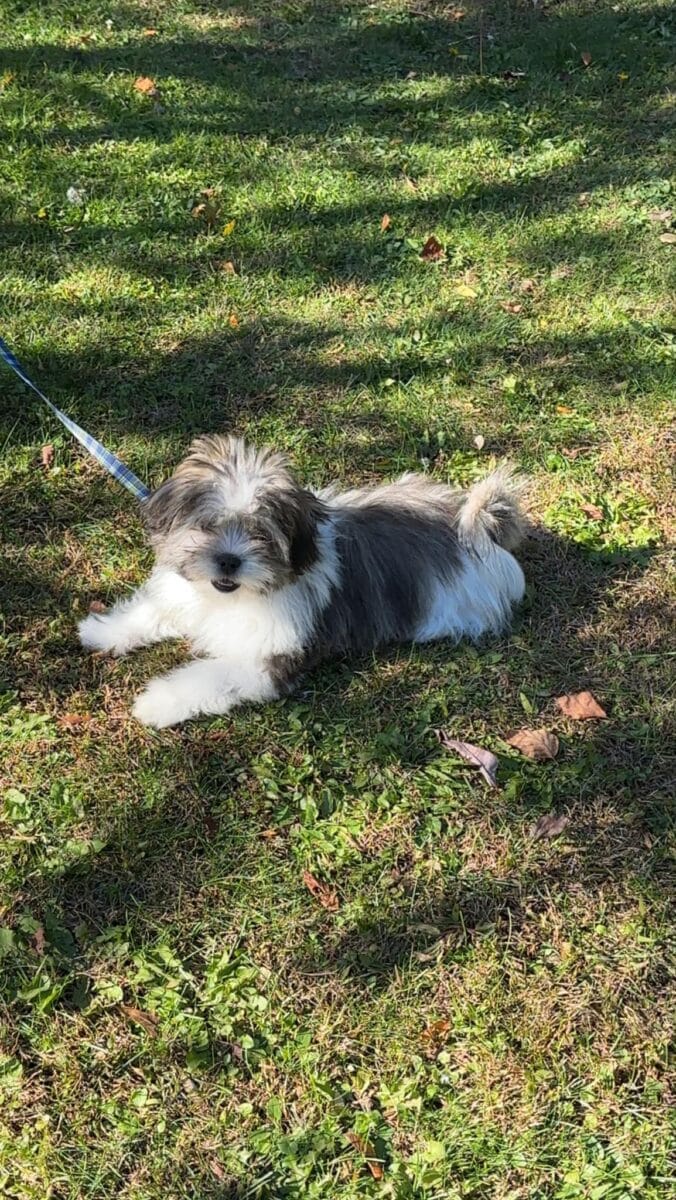 Chien Shihtzu croisé Bichon Maltais