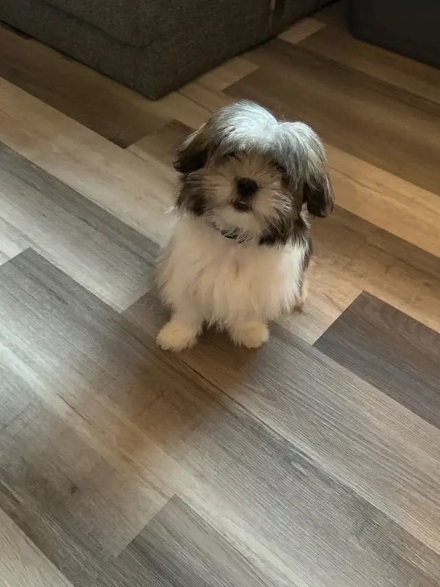 Chien Shihtzu croisé Bichon Maltais