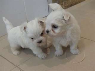 Bichon-Maltais-2