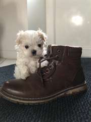 Chiot Bichon Maltais