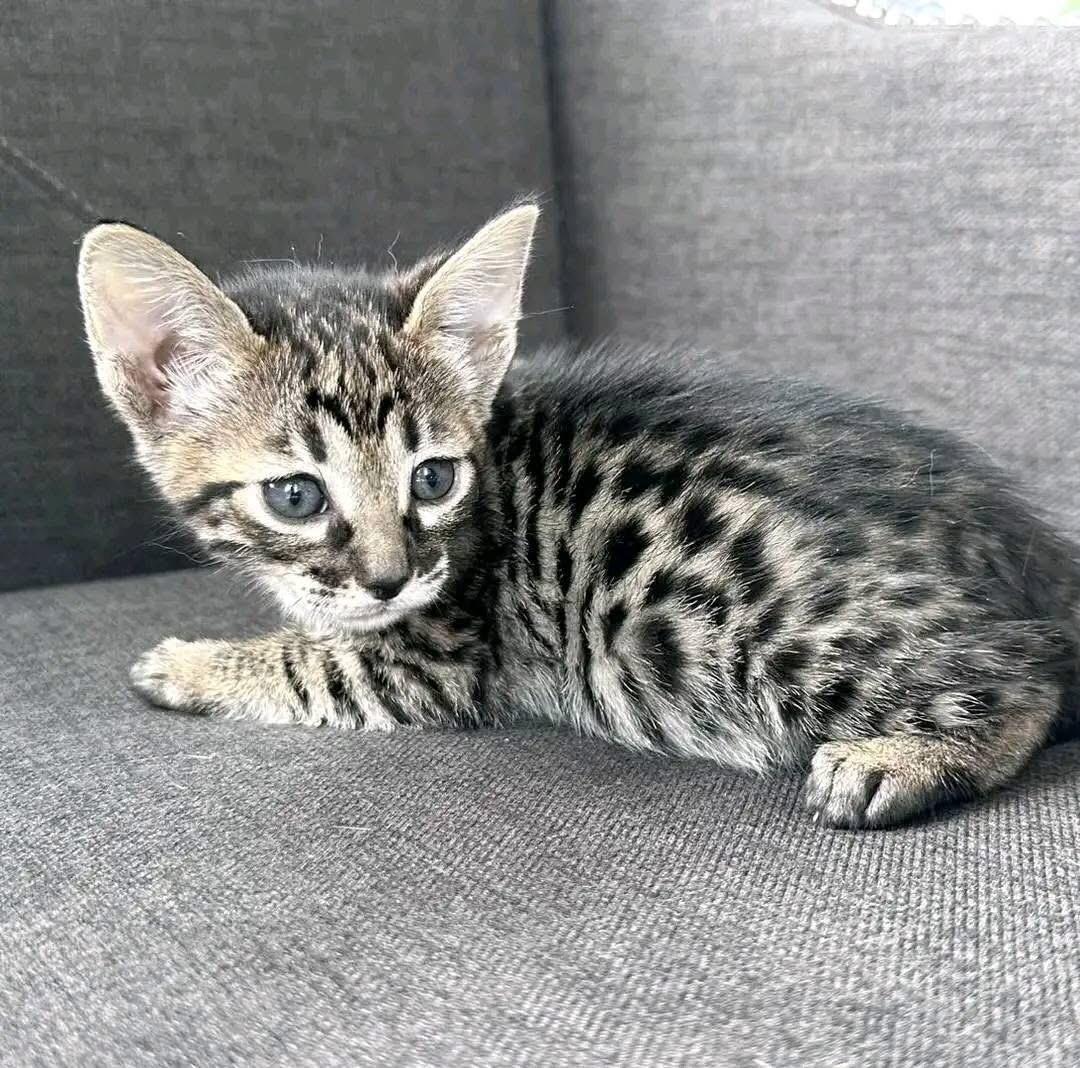 Magnifiques chatons bengal