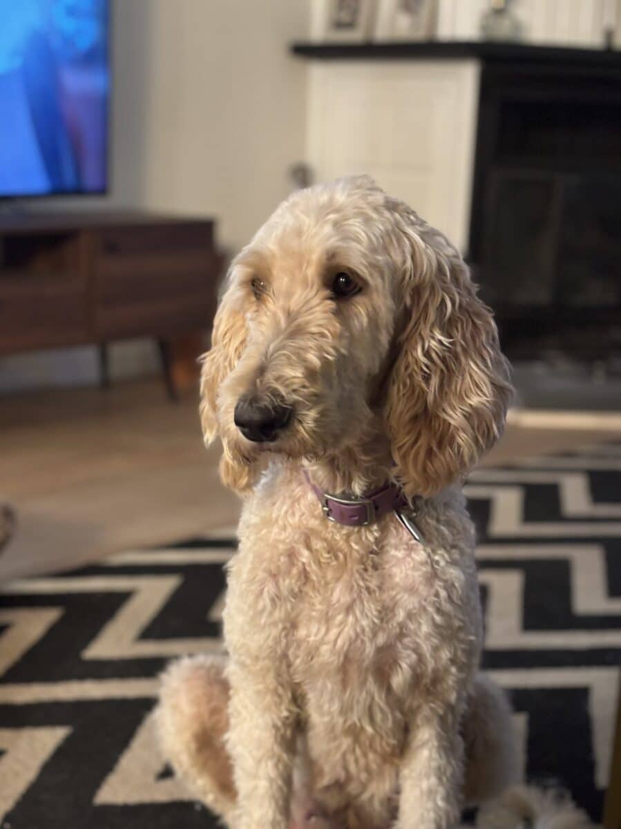 Goldendoodle F1B