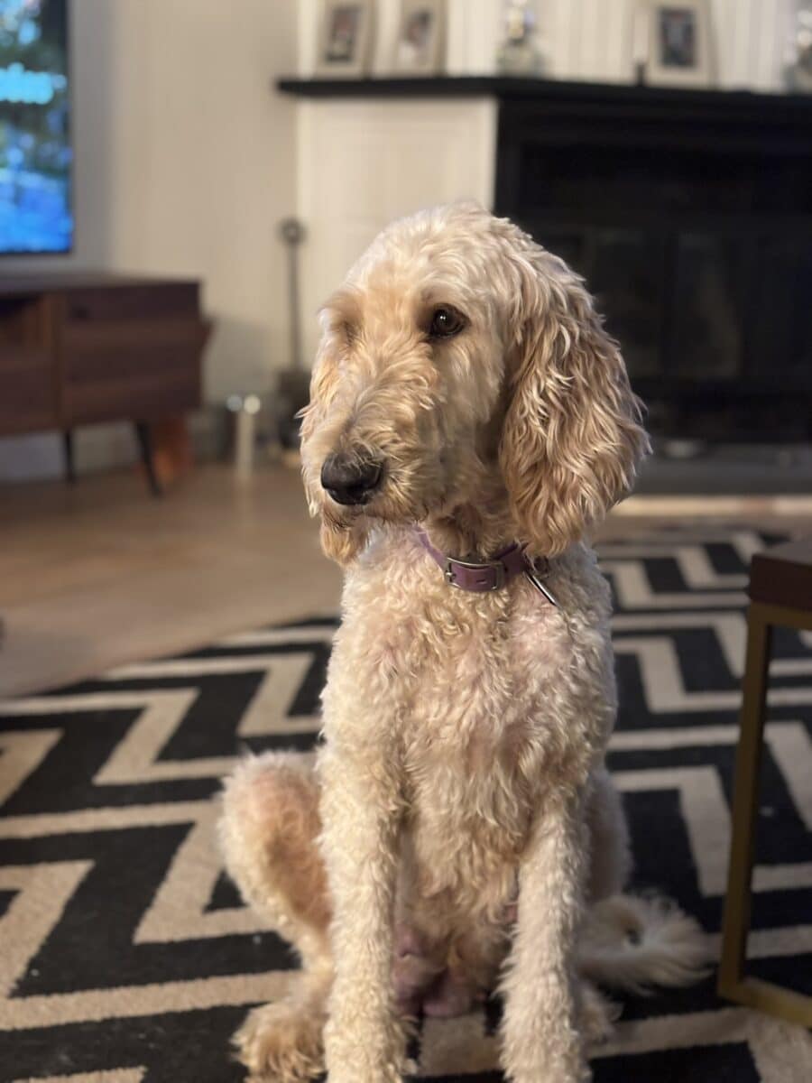 Goldendoodle F1B