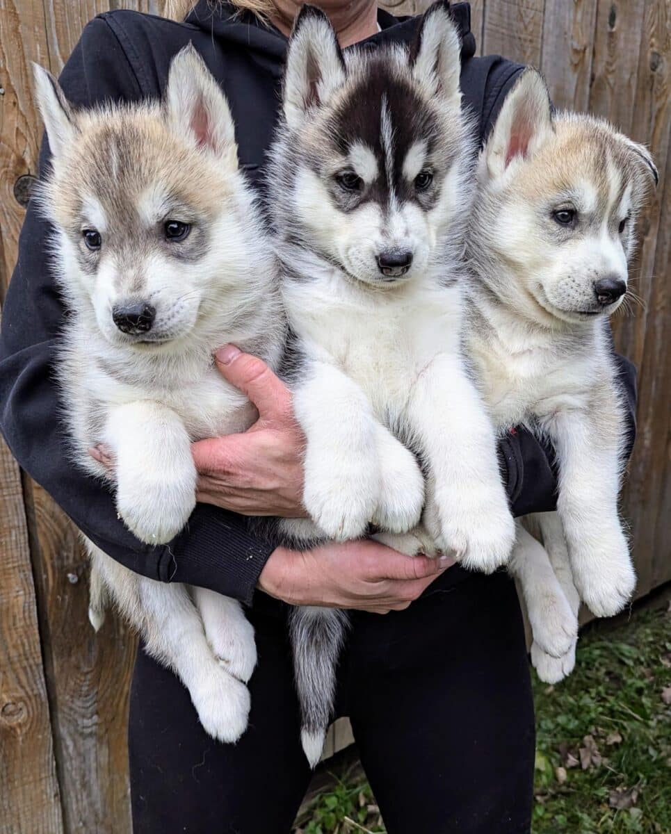 Husky Sibérien pour Noël