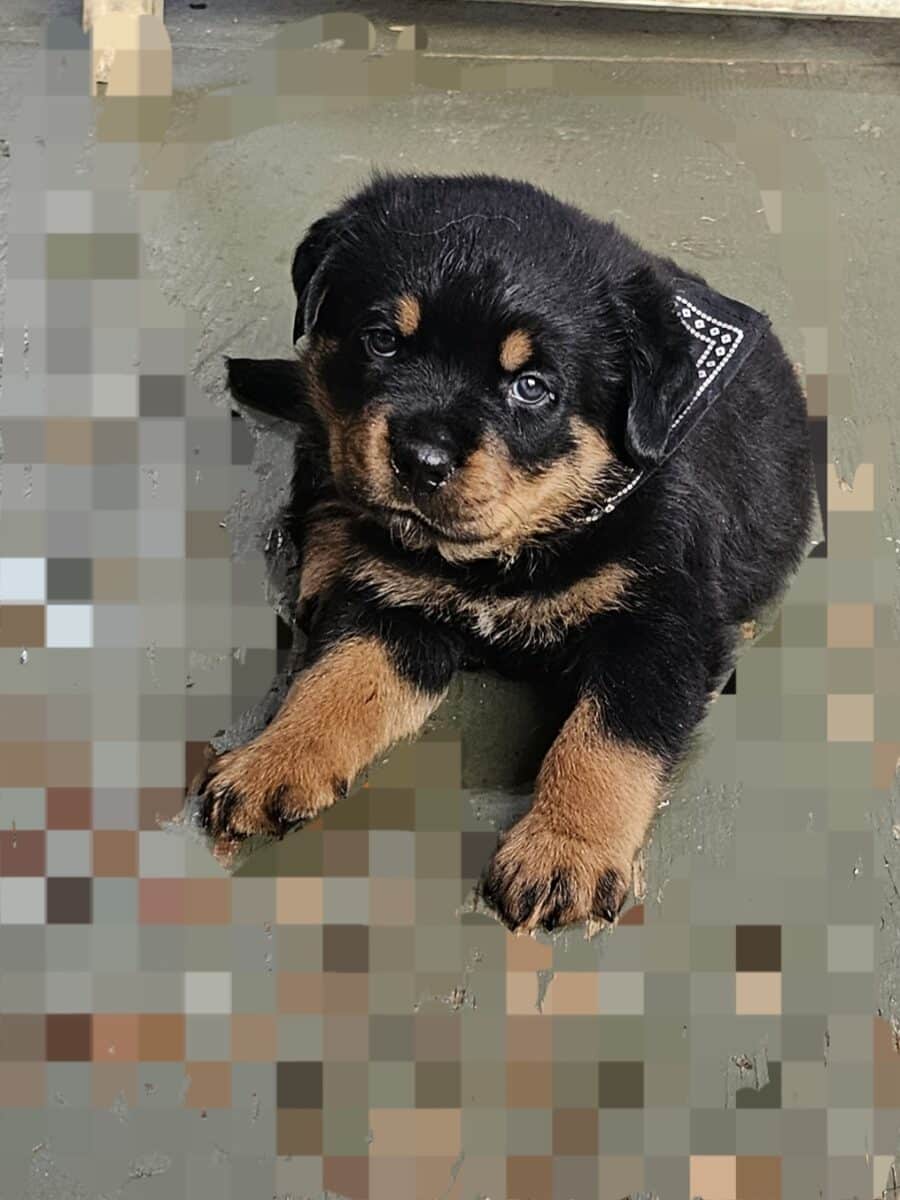 Chiot rottweiler( mâle)