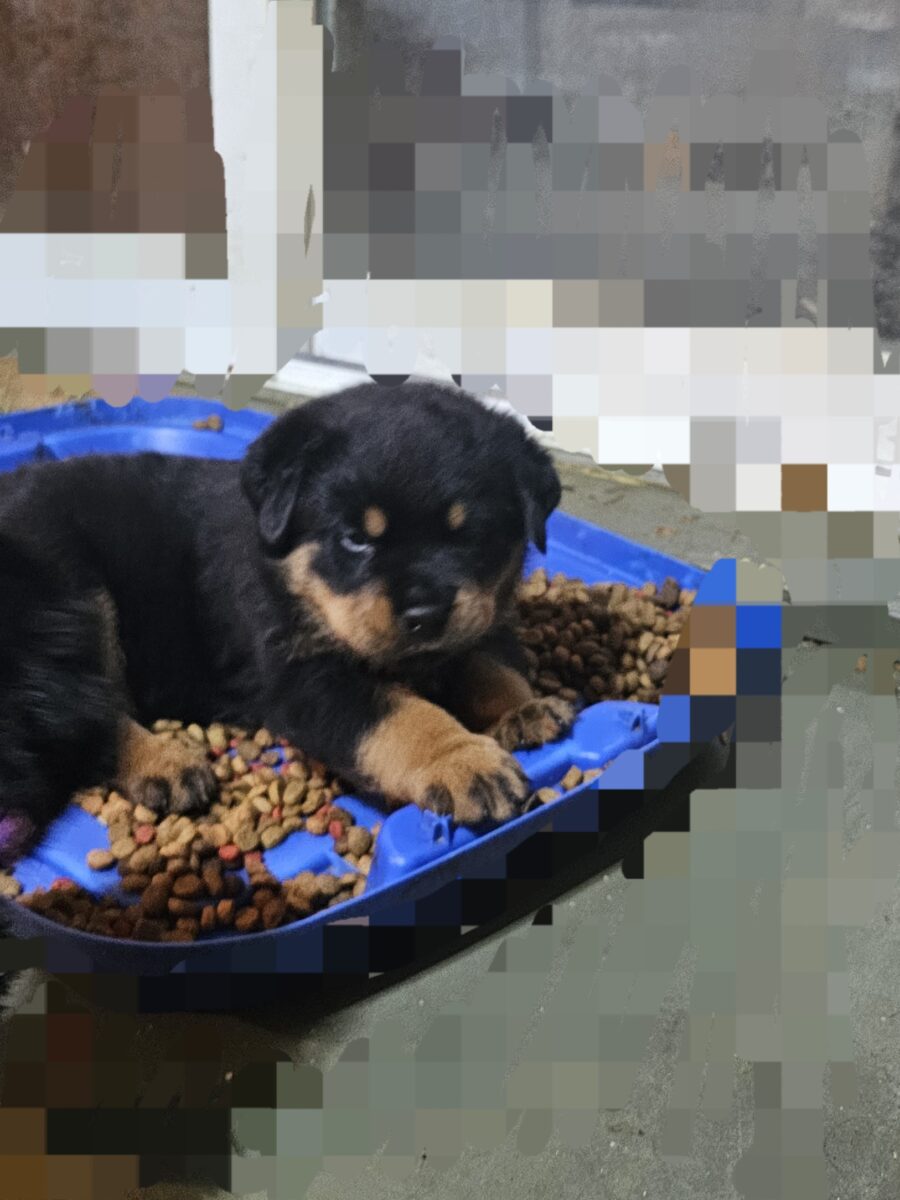 Chiot rottweiler( mâle)